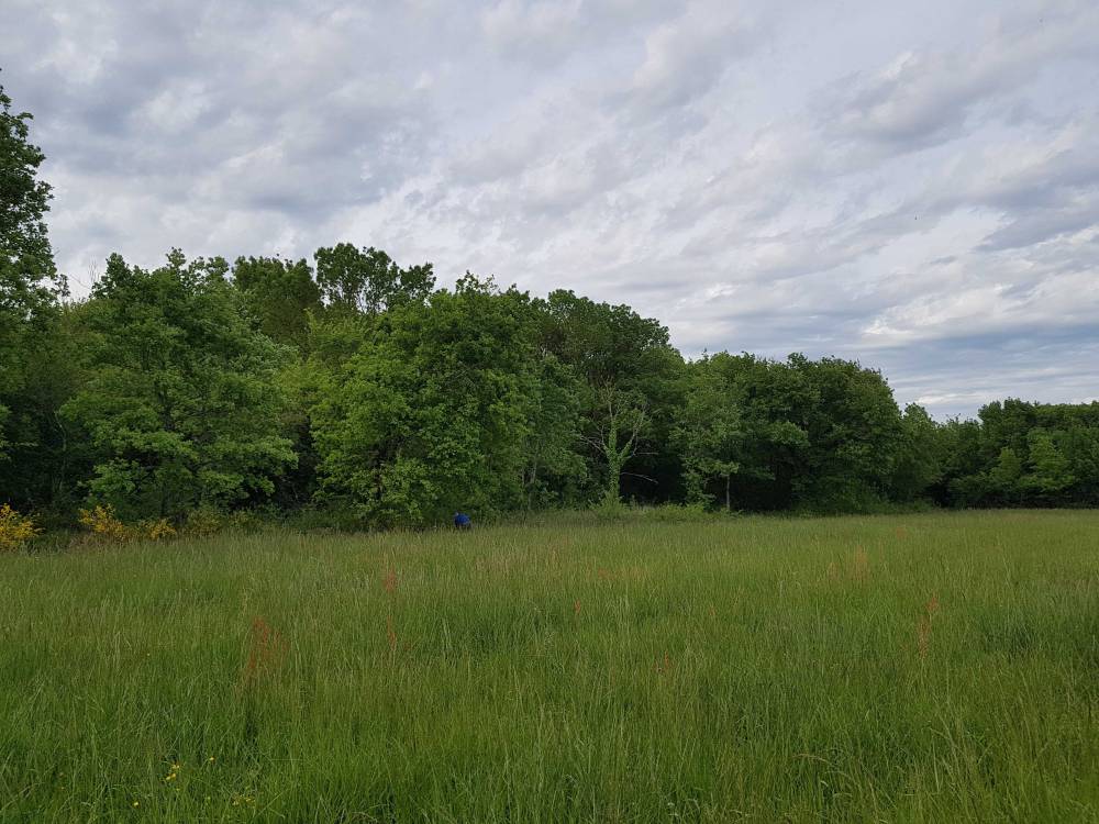 chantieravantdébroussaillage1-min_optimized